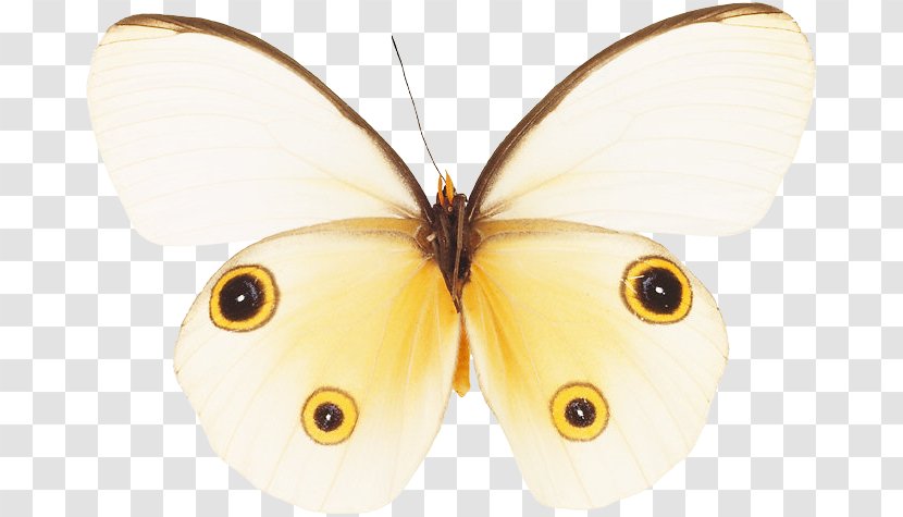 Nymphalidae Pieridae Butterfly Moth - Art Museum Transparent PNG