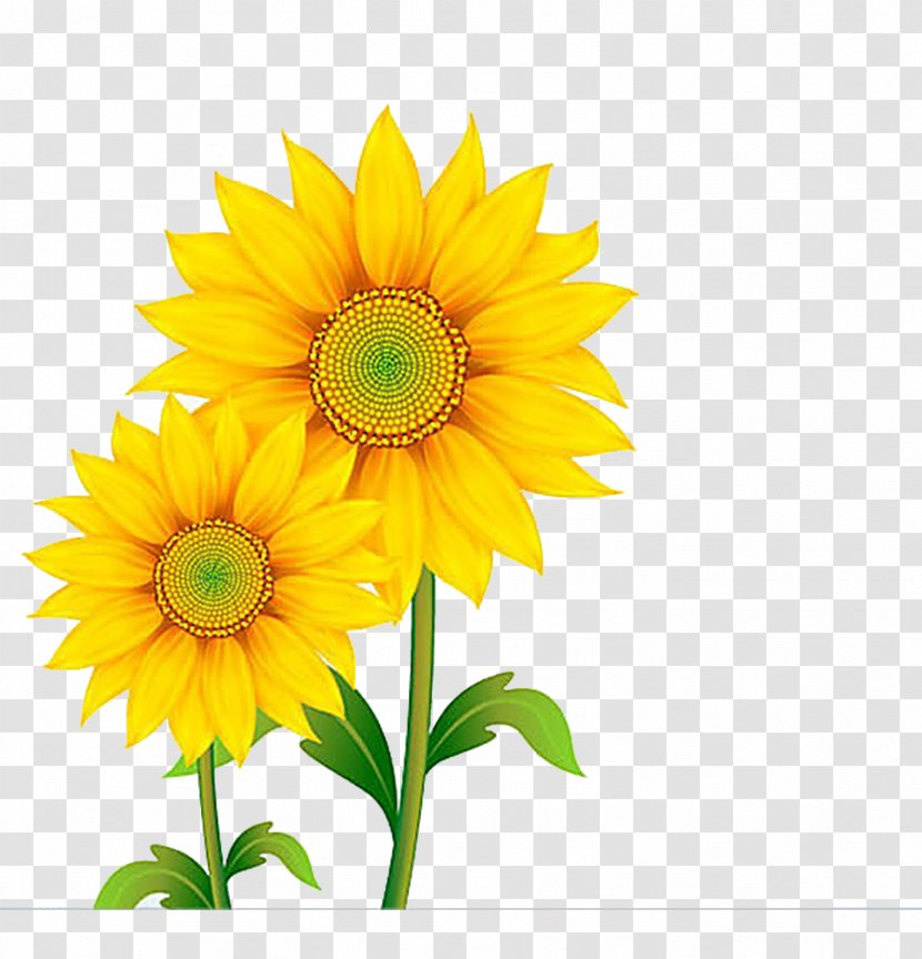 Free Content Clip Art - Daisy Family - Sunflower Transparent PNG