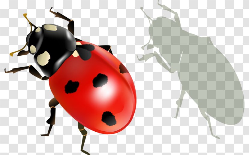 Ladybird Beetle Insect Clip Art - Weevil Transparent PNG