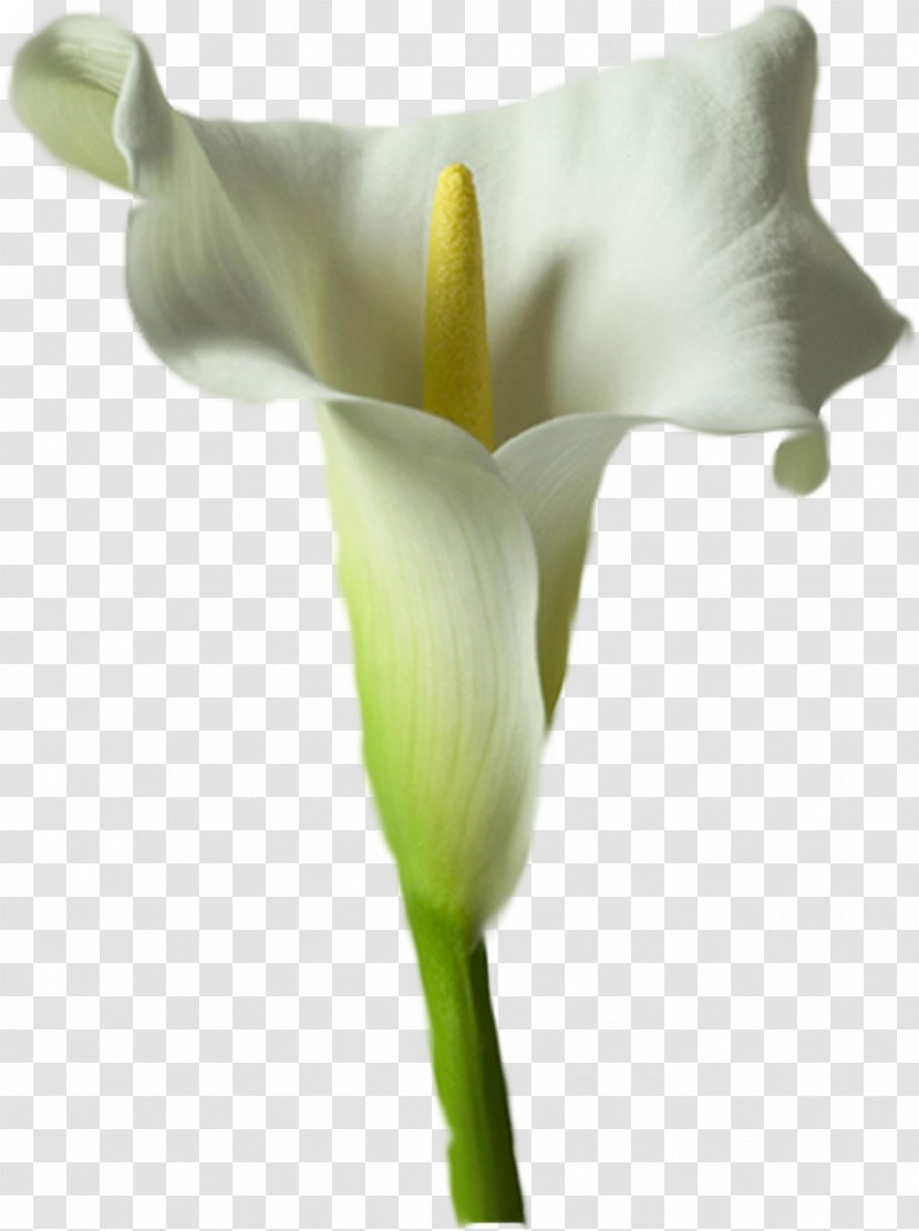 Arum Lilies Arum-lily Flower Lilium Calla - White Transparent PNG