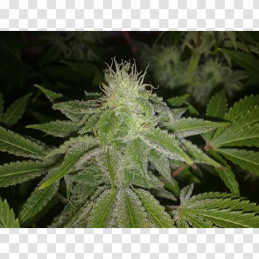 Criminal Jack Herer Seed Cannabis Plant - Biohazard Transparent PNG