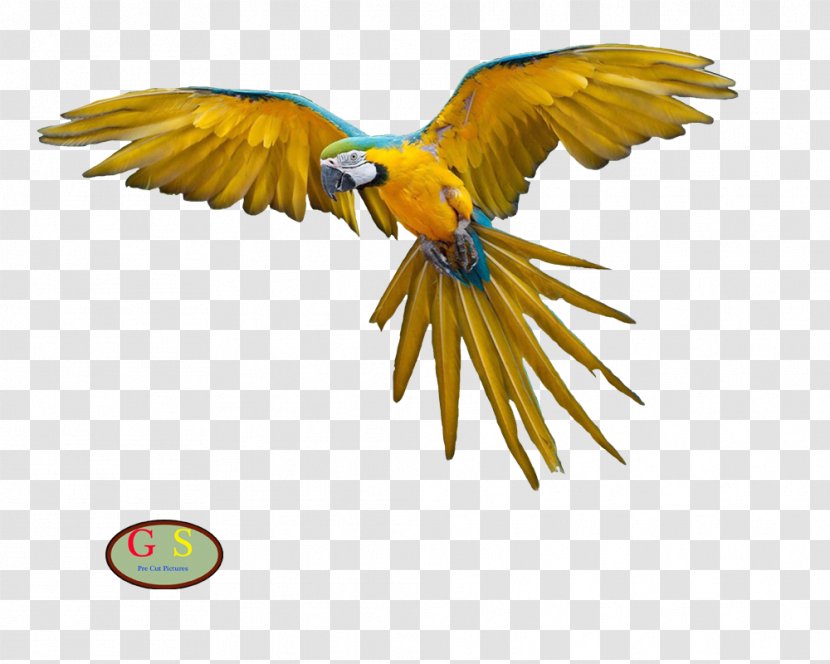 Parrot Bird Macaw Domestic Pigeon Flight - Pigeons And Doves Transparent PNG