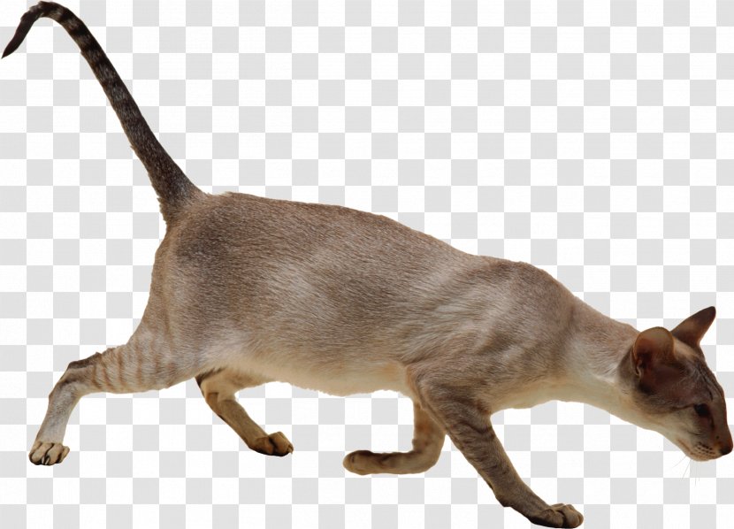 Siamese Cat Burmese Felidae Sticker Transparent PNG