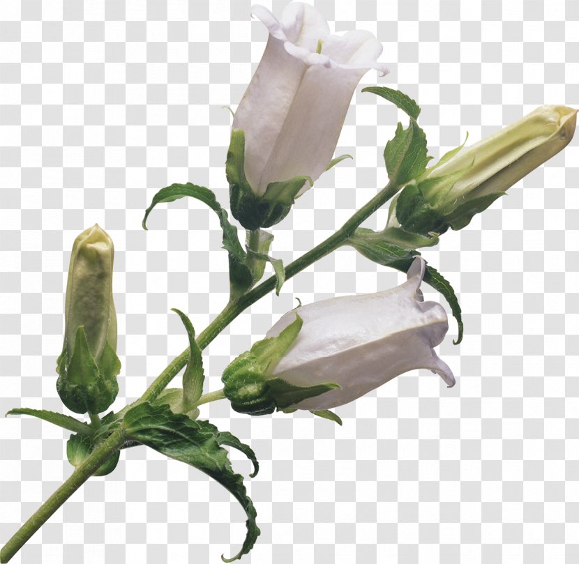 Flower Bouquet Plant Cut Flowers Bellflowers - Bud - Bell Transparent PNG