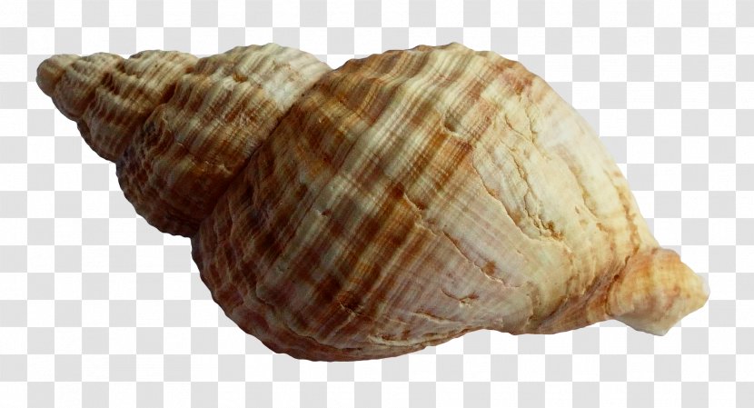 Seashell - Snail - Sea Shell Transparent PNG