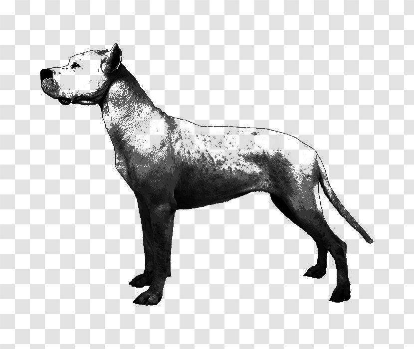 Dog Breed Dogo Argentino English Mastiff Non-sporting Group American Kennel Club - Watercolor - Great Dane Mix Transparent PNG