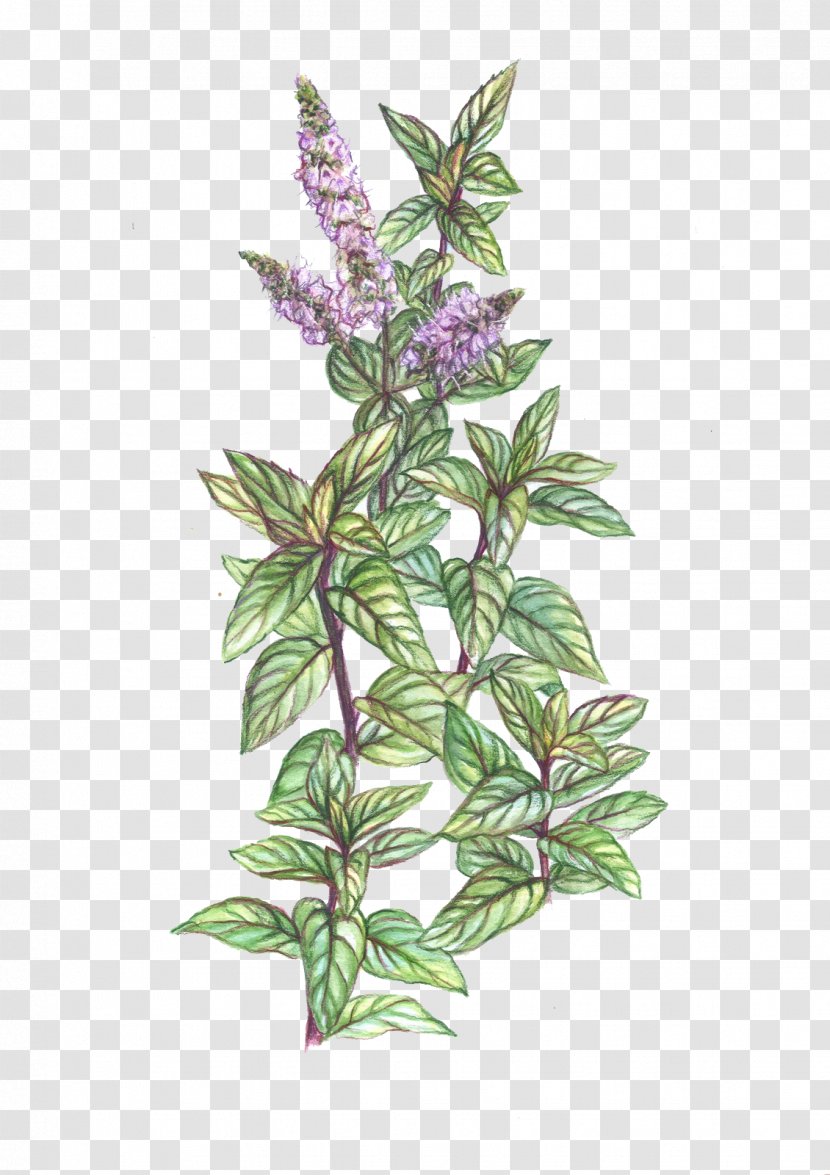 Peppermint Mentha Spicata Plant Herb Drawing - Botanical Illustration - Pepermint Transparent PNG