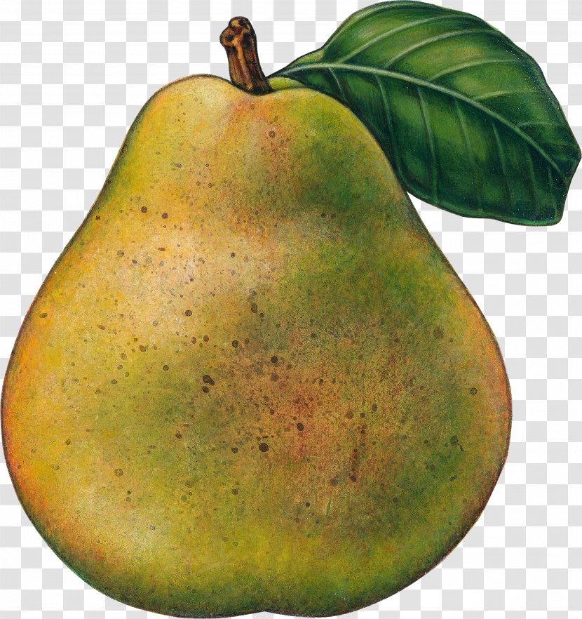 Pear Food Fruit - Image File Formats Transparent PNG
