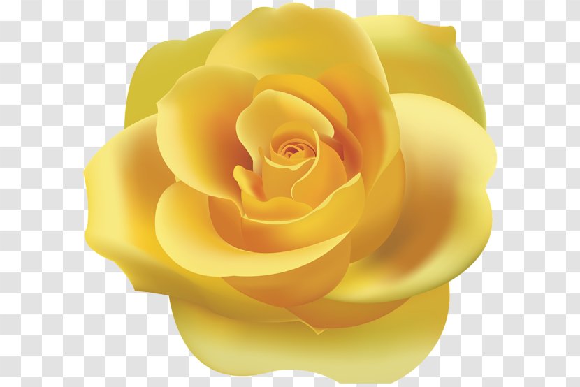 Rose Yellow Clip Art - Close Up Transparent PNG