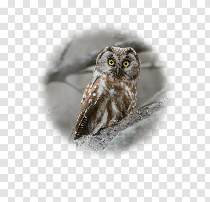 Great Grey Owl Close-up Beak Transparent PNG