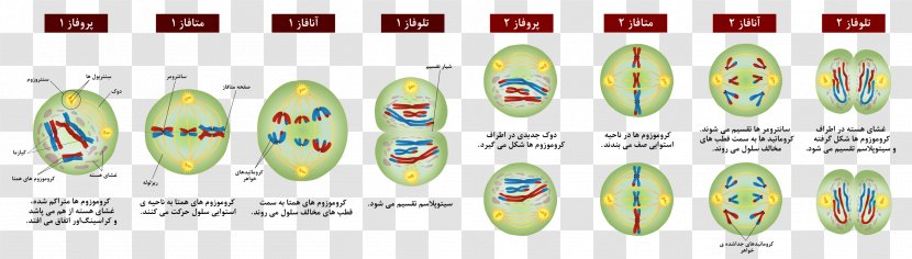 Meiosis Mitosis Cell Prophase Chromosome - Division - Persian Transparent PNG
