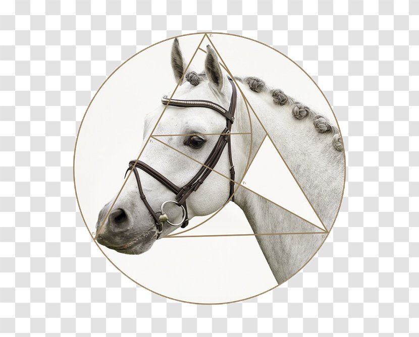 Horse Dafen Village Painting Porcelain - DaVinci Charm Ma Jing Decorative Paintings Transparent PNG