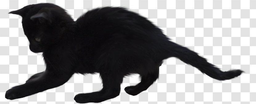 Black Cat Whiskers Domestic Short-haired Kitten - And White - Eo Transparent PNG