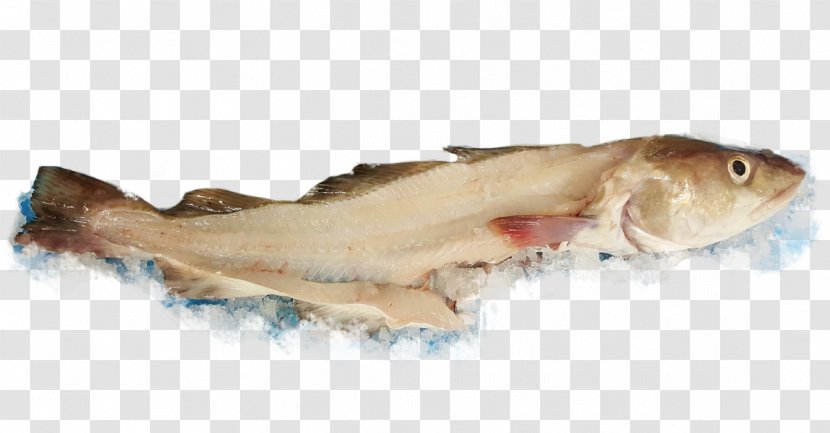 Whitefish Seafood Fish Products Atlantic Cod Transparent PNG