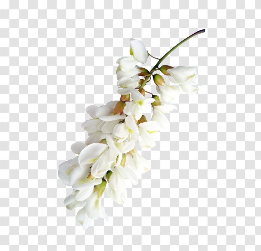 Flowering Plant Floristry Flower Bouquet - Adobe Flash - Moth Orchid Transparent PNG