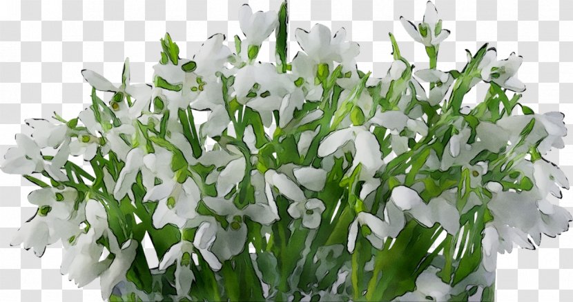 Floral Design Cut Flowers Snowdrop - Plant Transparent PNG