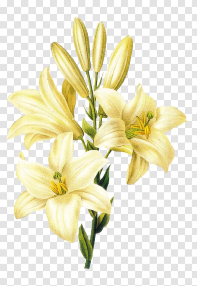 Madonna Lily Flower Easter 'Stargazer' Drawing - Family Transparent PNG
