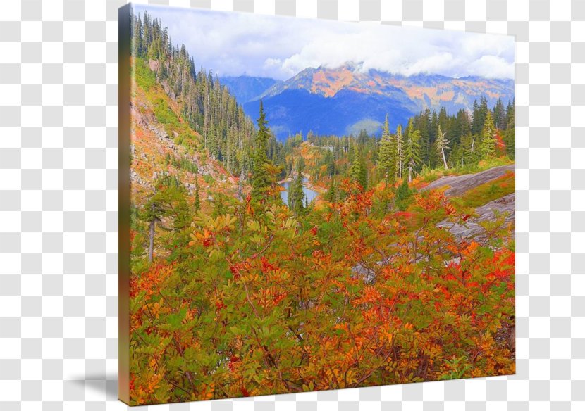 Mount Scenery Temperate Broadleaf And Mixed Forest National Park Vegetation Wilderness Painting Transparent Png