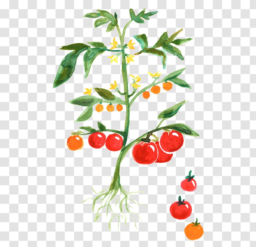 Tomato Plant Vegetable Cherry Potato - Food - Sketch Transparent PNG