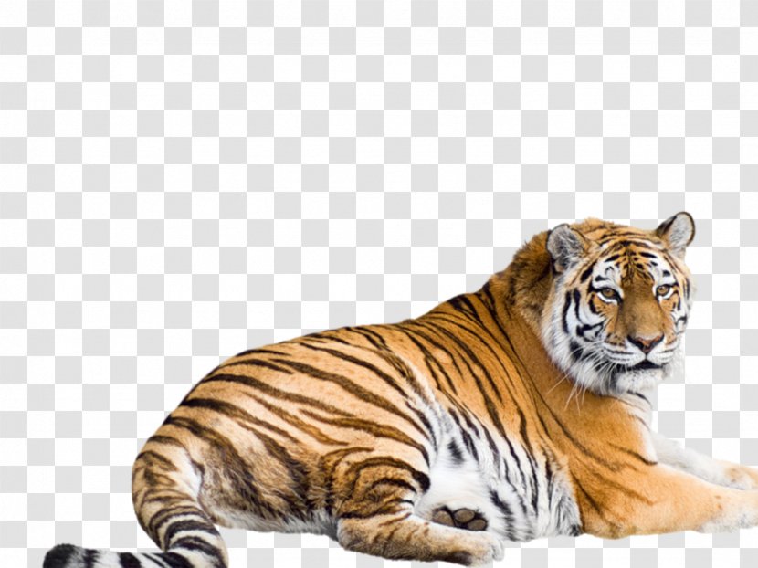 Siberian Tiger Bengal Malayan Sumatran South China - Asia - Cheetah Transparent PNG