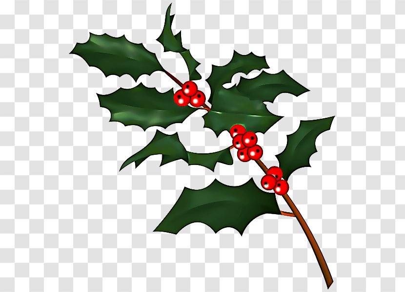 Holly - Plant - Flowering Plane Transparent PNG