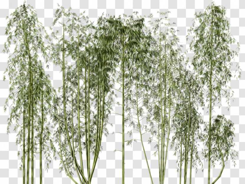 Tree Plant Woody Grass Family - Flowering Stem Transparent PNG