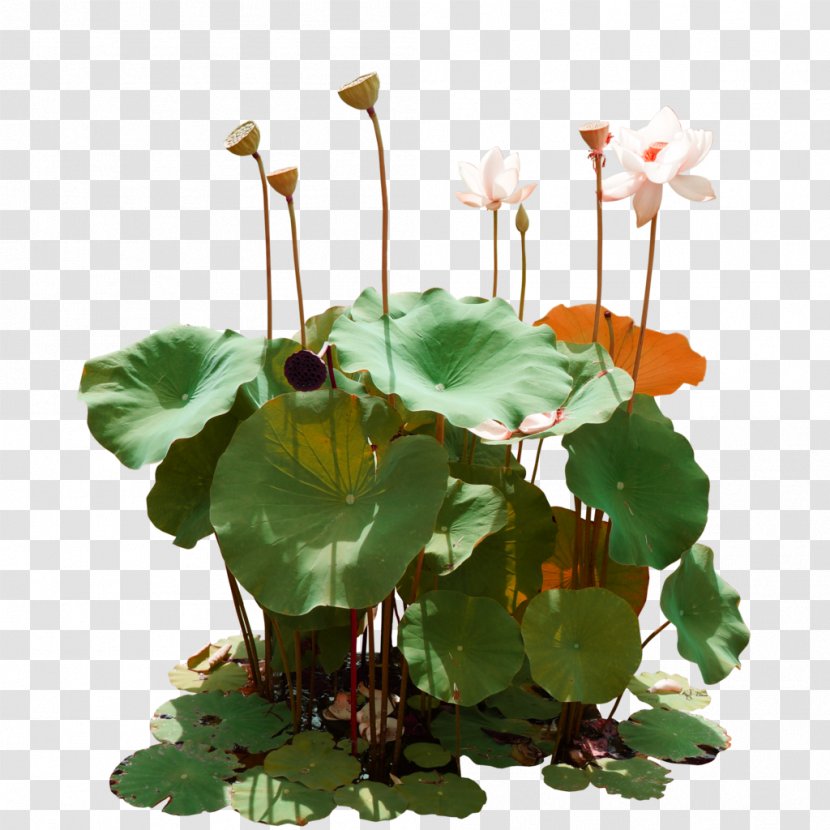 Nelumbo Nucifera Clip Art - Image Resolution - Green Lotus Pond Decorative Patterns Transparent PNG