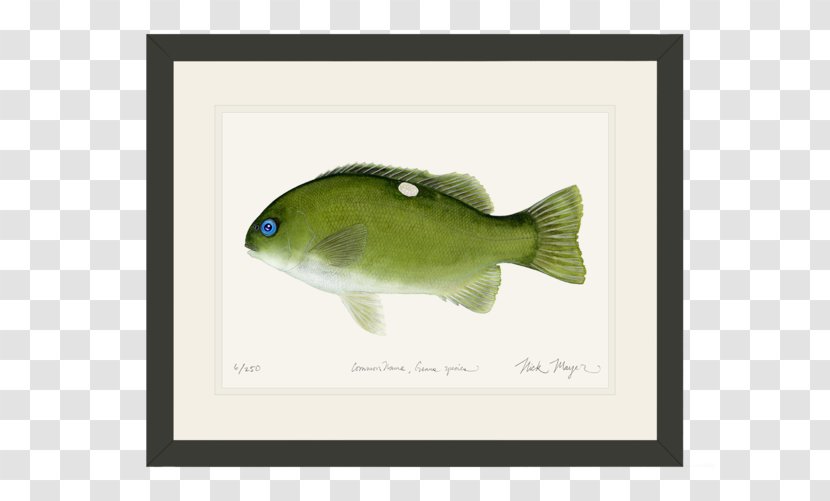 Largemouth Bass Guadalupe Freshwater Fish Striped - River WaterColor Transparent PNG