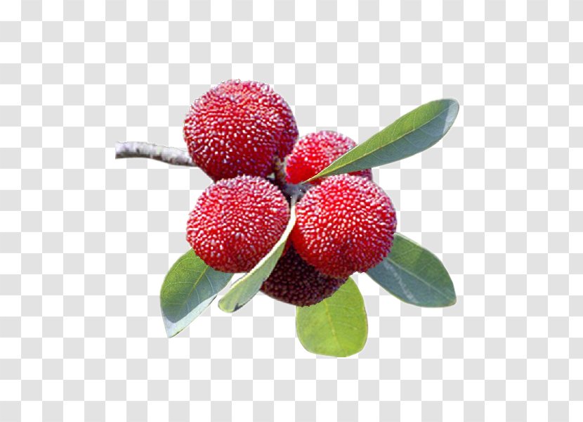 Chinese Bayberry Plum Blossom Flash Video Clip Art - Food - Mpeg4 Part 14 Transparent PNG