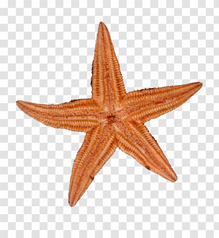 Starfish - Seashell - Yellow Transparent PNG