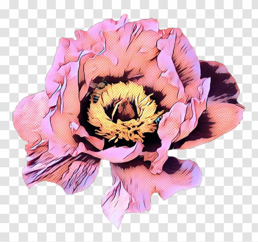 Peony Rose Family Cut Flowers Petal Transparent PNG