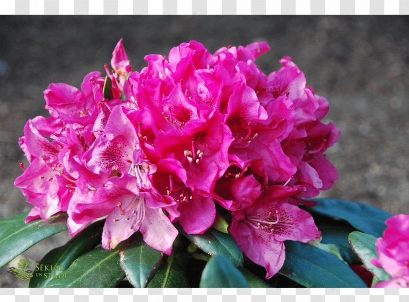 Azalea Rhododendron Pink M Annual Plant Herbaceous - Magenta Transparent PNG