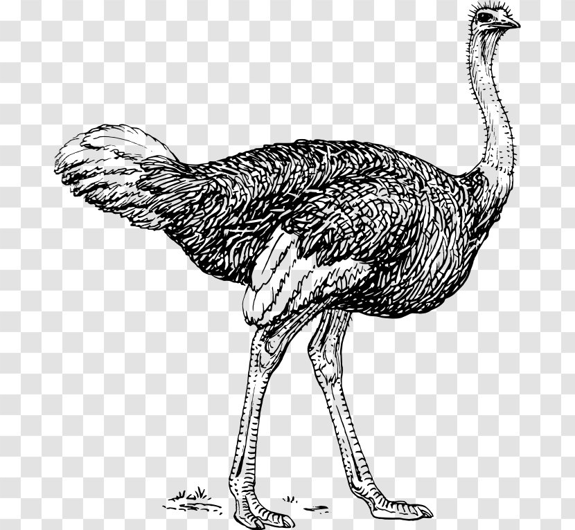 Common Ostrich Bird Emu Clip Art Transparent PNG