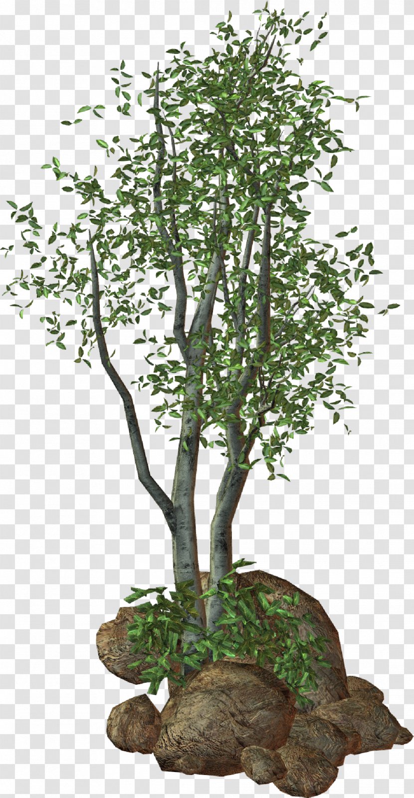 Treelet Shrub Plant - Grass - Patio Transparent PNG