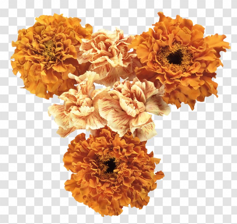 Cut Flowers Orange Photography - Flowering Plant - Autumn Transparent PNG