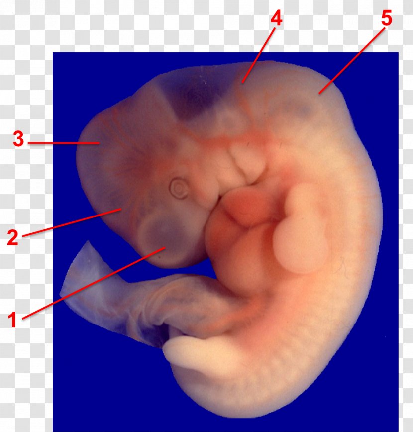 Vesículas Encefálicas Primarias Embryo Embriologia Humana Brain Developmental Biology - Silhouette Transparent PNG