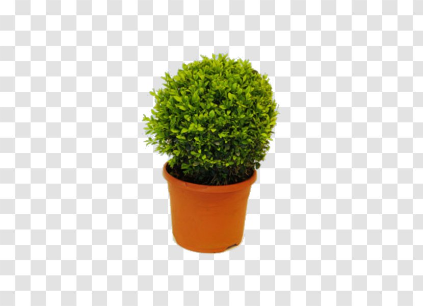 Flowerpot Shrub Evergreen Houseplant Tree Transparent PNG