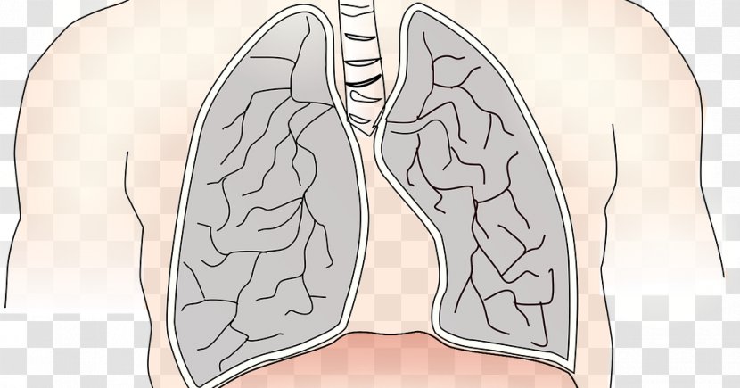 Lung Chronic Obstructive Pulmonary Disease Nose Thumb Longmeridiaan - Tree Transparent PNG