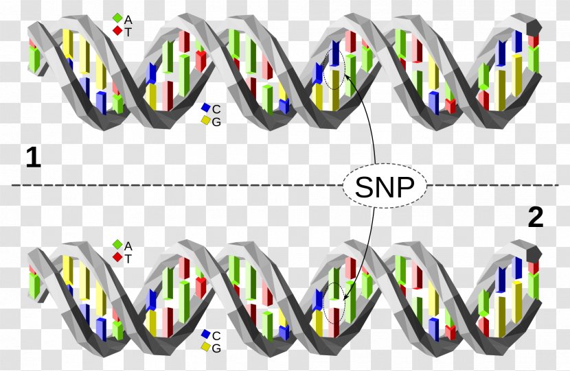 Single-nucleotide Polymorphism Genealogical DNA Test Nucleic Acid Sequence Transparent PNG