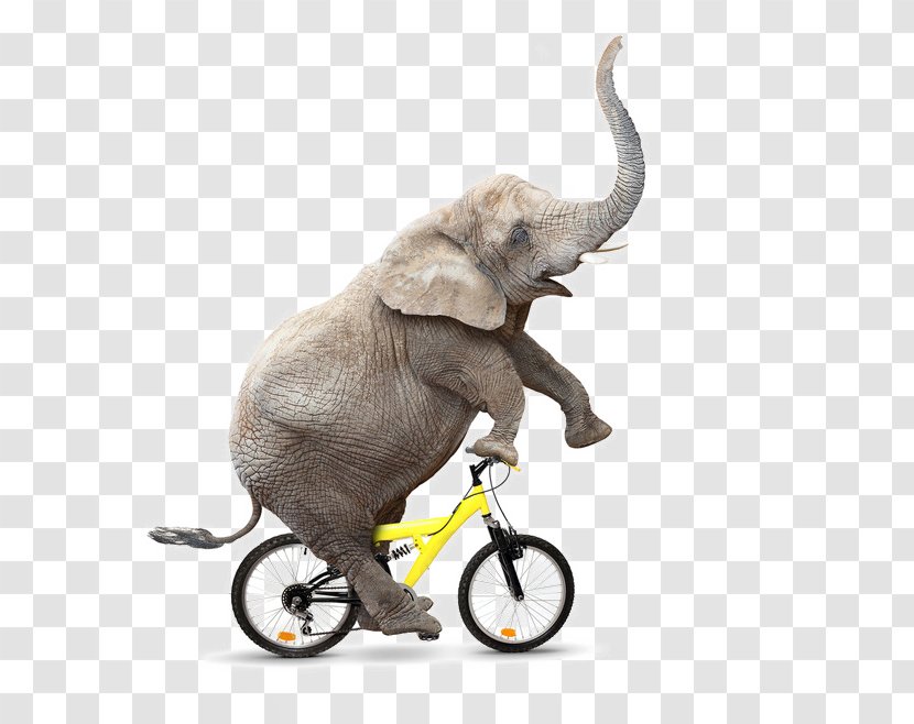 African Bush Elephant Bicycle Cycling Royalty-free - Wildlife Transparent PNG