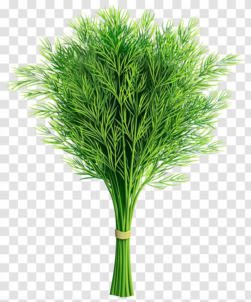 Grass Green Plant White Pine Leaf - Tree - Flower Family Transparent PNG