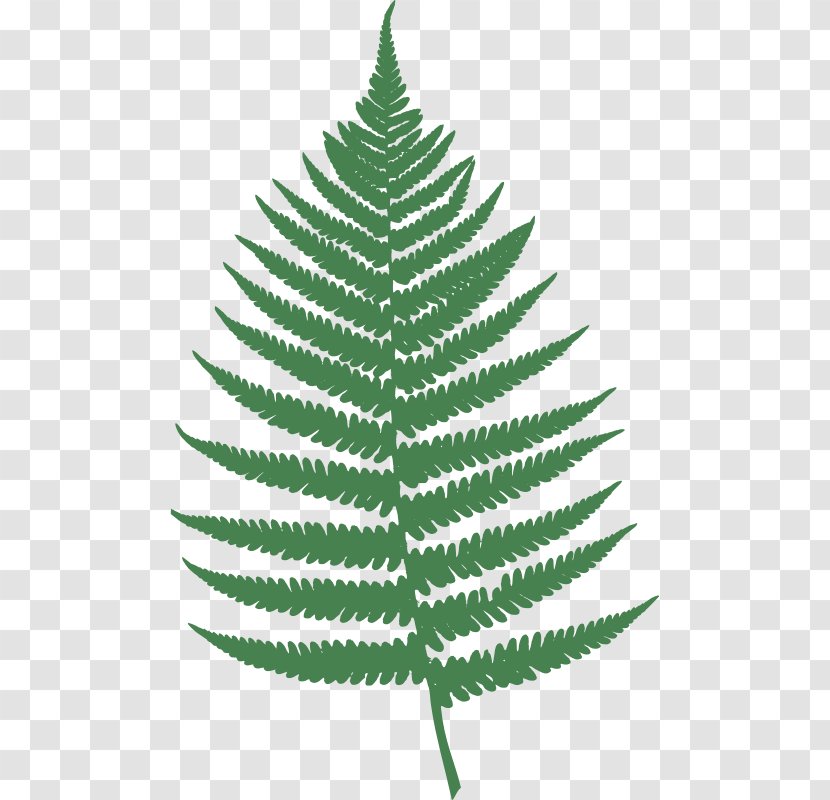 Fern Leaf Burknar Clip Art - Christmas Tree Transparent PNG