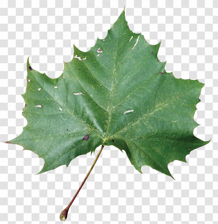 American Sycamore Maple Leaf Beach Rose Sweetgum - Tree - Eucalyptus Transparent PNG