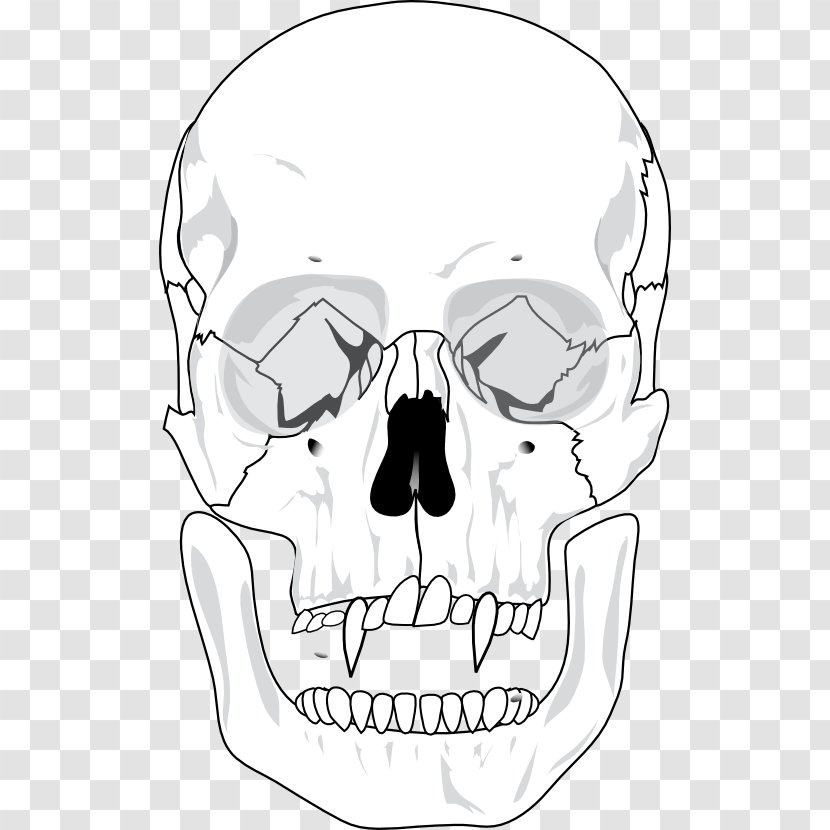Skull Human Skeleton Anatomy Bone - Tree Transparent PNG