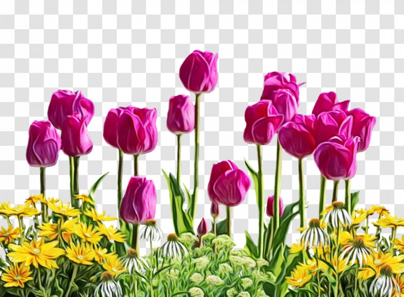Stock Photography Flower Tulip Illustration Vector Graphics - Royaltyfree - Petal Transparent PNG
