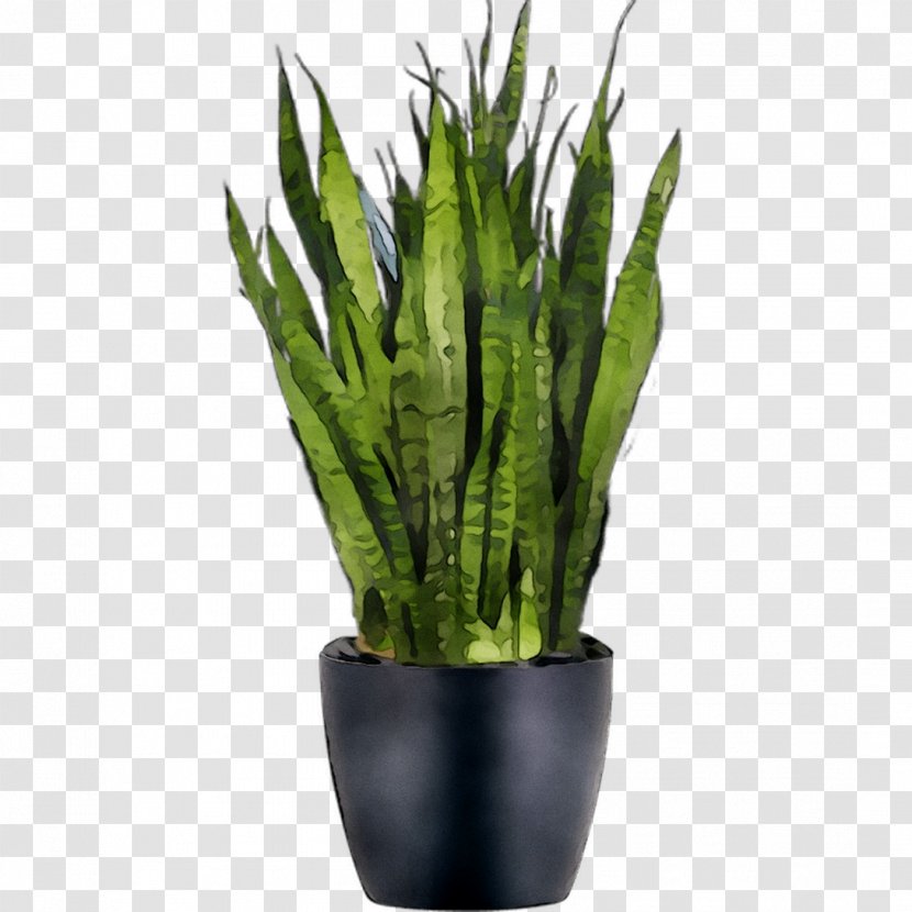 Viper's Bowstring Hemp Sansevieria Bacularis Plants Cylindrica Zeylanica - Pigmyweeds - Article Transparent PNG