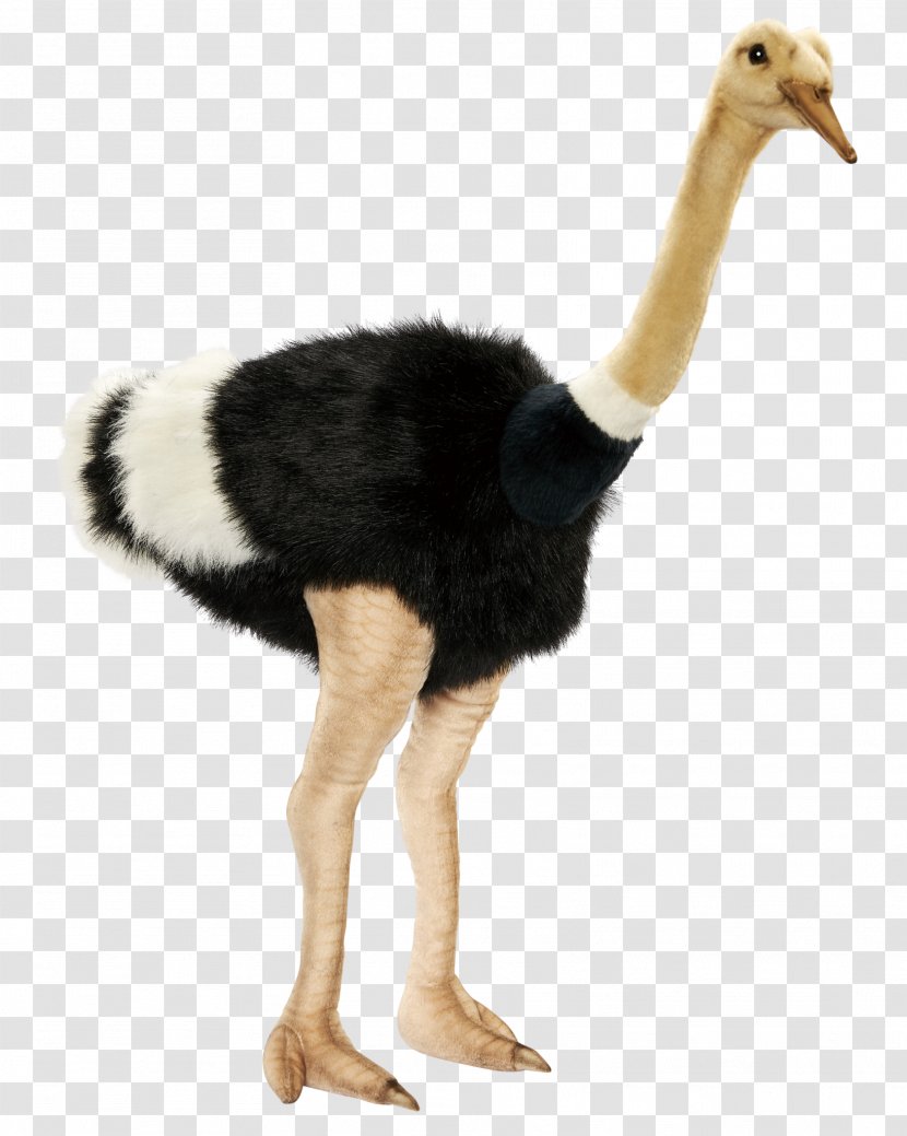 Common Ostrich Alpha Compositing Transparency And Translucency Transparent PNG