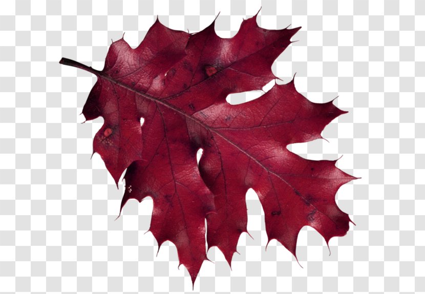 Maple Leaf Autumn Leaves Clip Art Transparent PNG