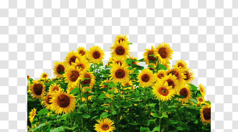 Common Sunflower Sunflower Seed Field Farm Agriculture Transparent PNG