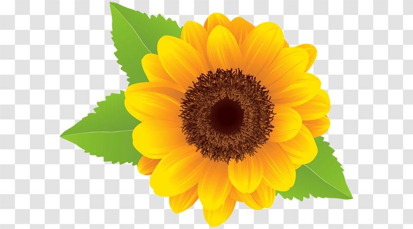 Common Sunflower Clip Art - Petal - Yellow Transparent PNG